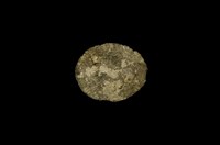 藏品(射線青螺)的圖片